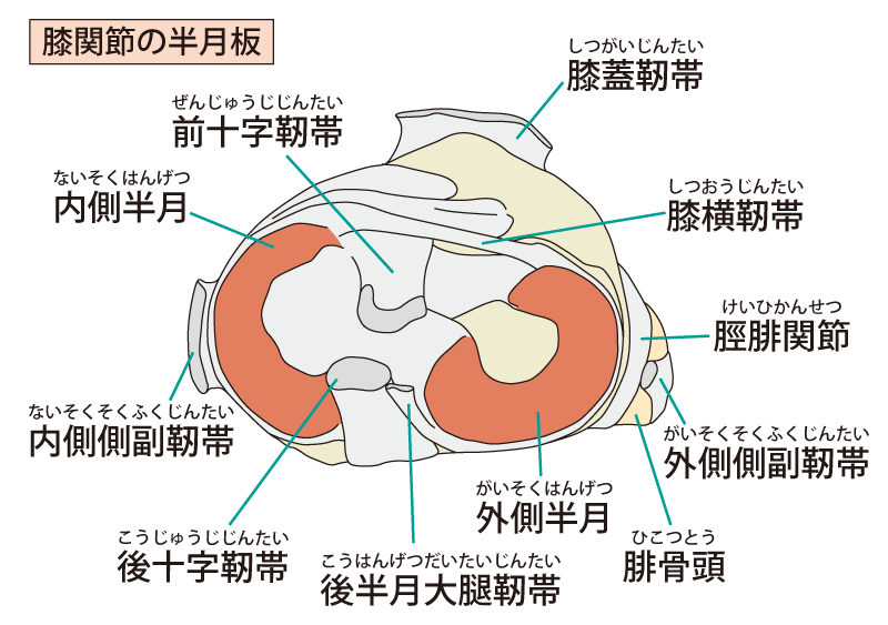 膝の解剖