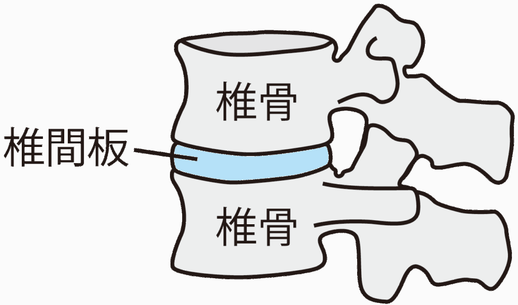 椎間板