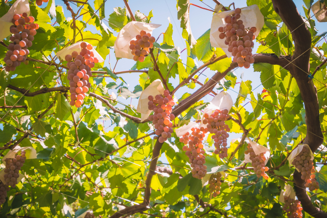 山梨 甲州ぶどう