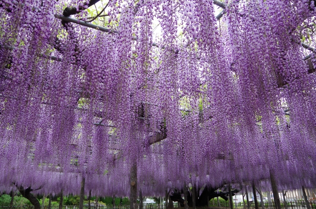 埼玉　加須市　玉敷公園の大藤